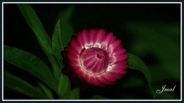 Everlasting Flower - Wonderful