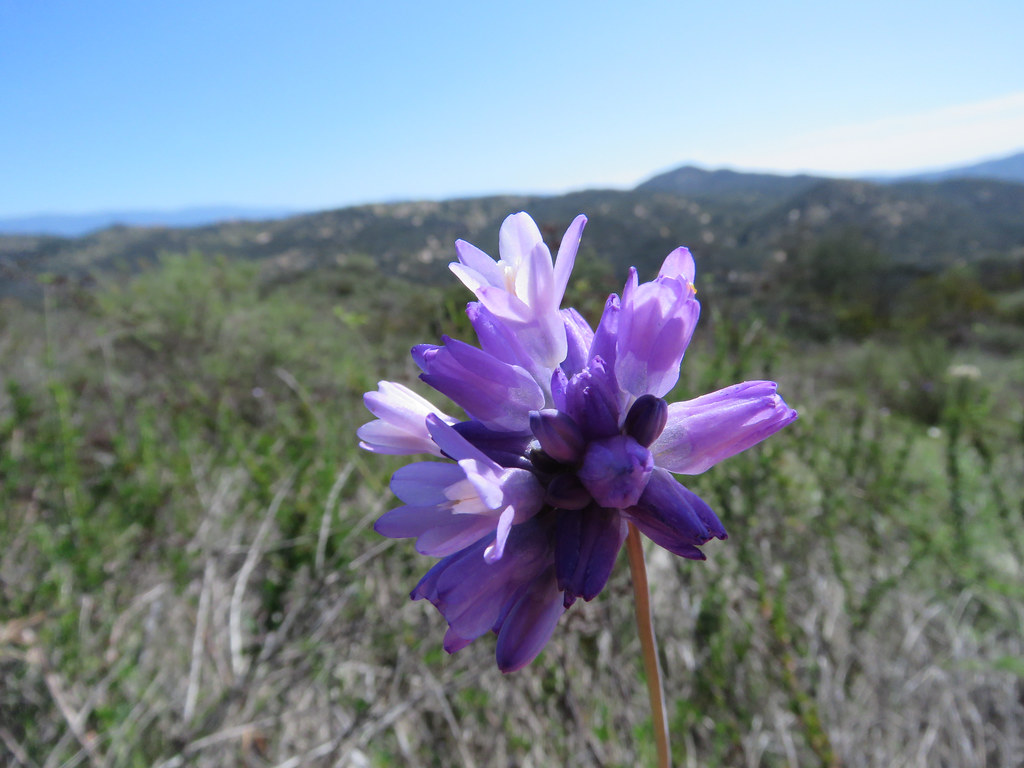 Themidaceae, Dichelostemma capitatum, Wild Hyacinth, Blue Dicks