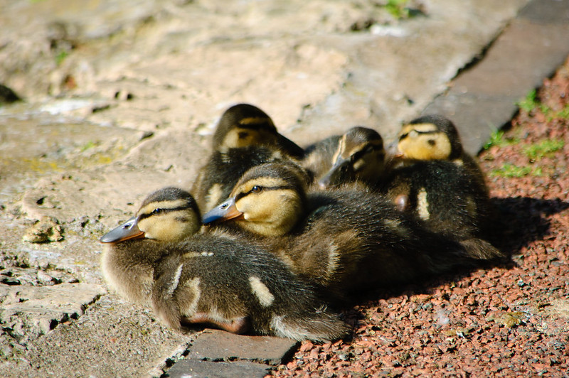 Mallard family ashore again, West Park