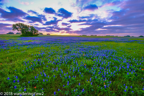 fujixpro2 oldindependencerd texas texaswildflowers washingtoncounty bluebonnet flower indianpaintbrush sunrise wildflower