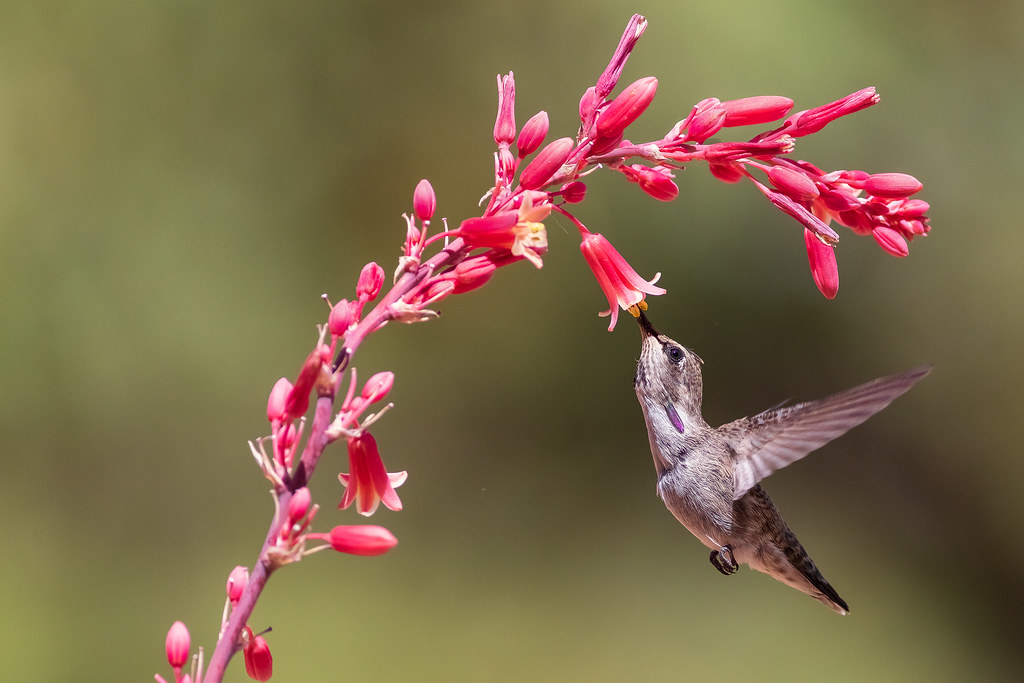 Young Male Costa's Hummingbird