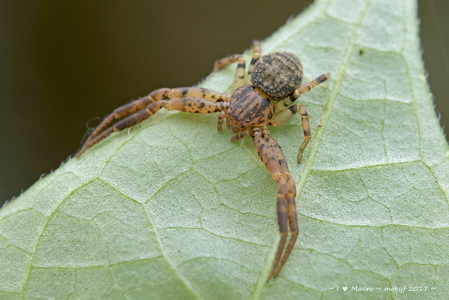 Strigoplus albostriatus Simon, 1885 (Rake-Faced Crab Spider)