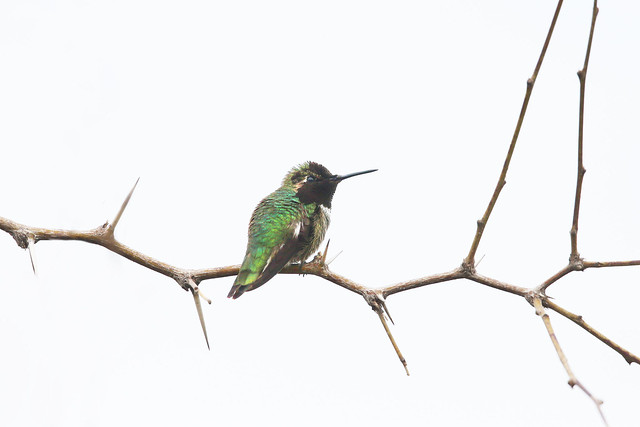 Colibri de Costa /  Costa's hummingbird