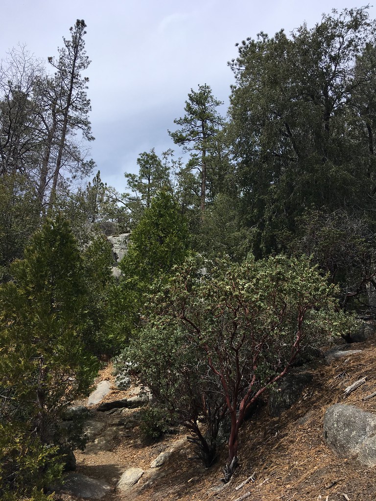 Summit Trail