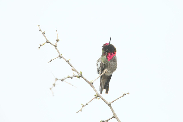 Colibri d'Anna / Anna's hummingbird