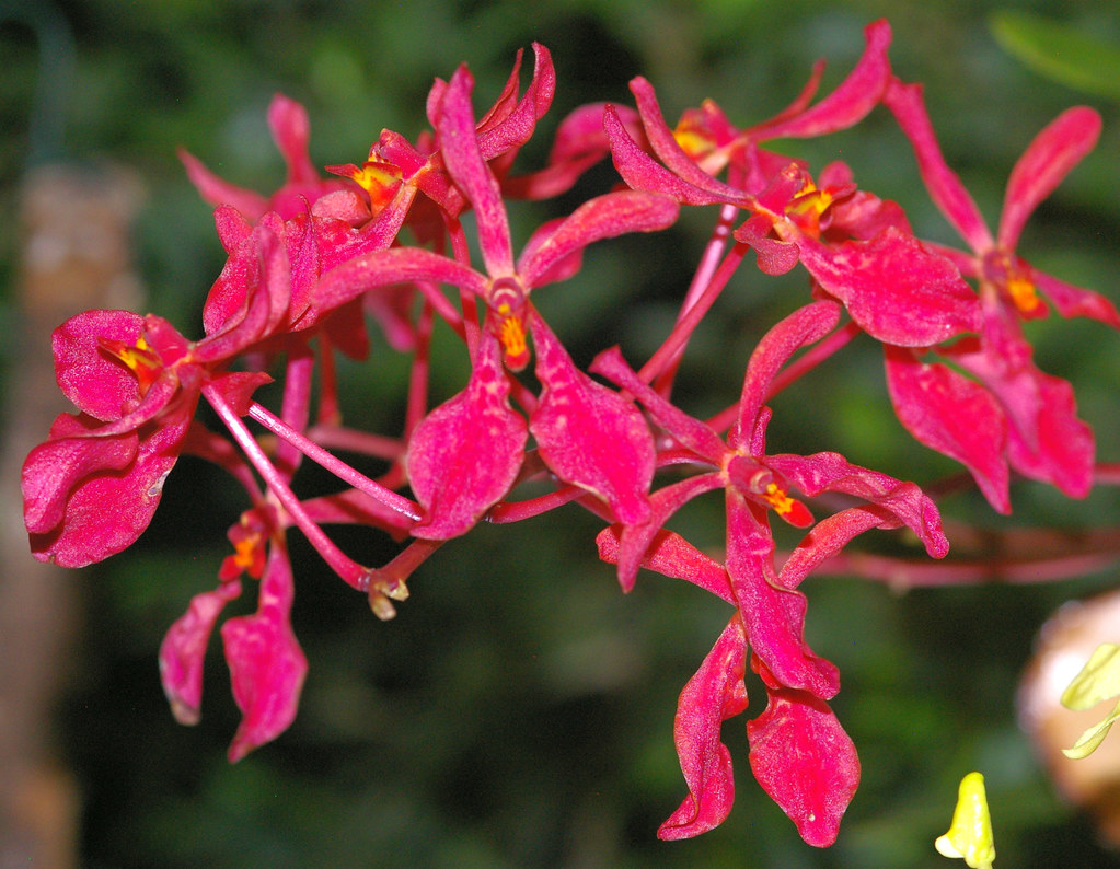 Renanthera imschootiana | Seen at orchid show in Garching 20… | Flickr