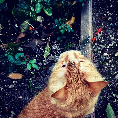 Squ1$h: the one eyed hunter at heart. He almost caught a bug...once. #catsofinstagram #cat #cats #tentcat #outside #boycats | by PitstopPirates