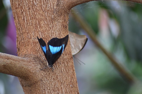 Archaeoprepona Demophon | by twacar