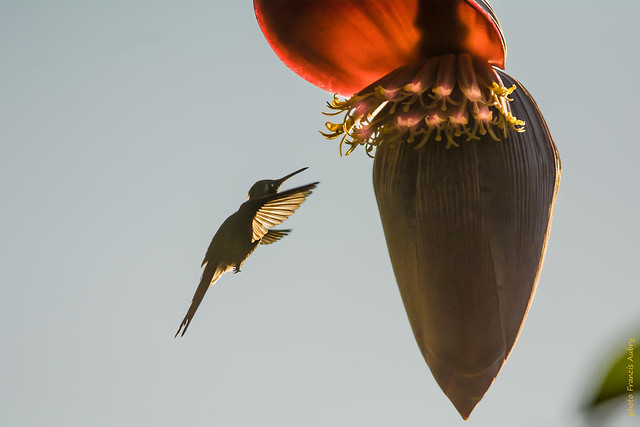 Colibri d'Helen (Mellisuga helenae)     CUBA
