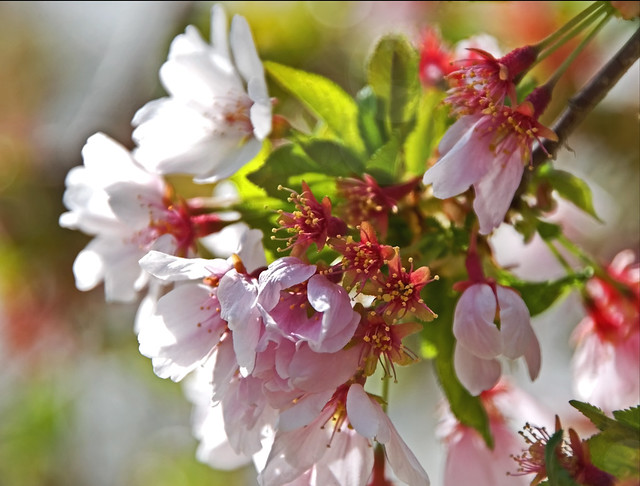 April Cherry Blossoms