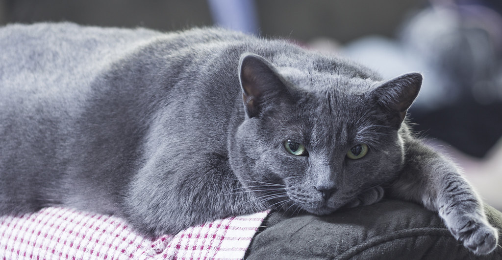 Image result for Russian Blue Cat