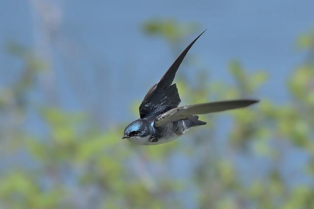 Hirondelle bicolore -------  Tree swallow -------     Golondrina bicolor