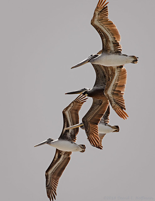 Brown Pelicans, Close Formation  -  San Luis Obispo County  (2018)
