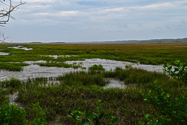 The Marshes of Glynn
