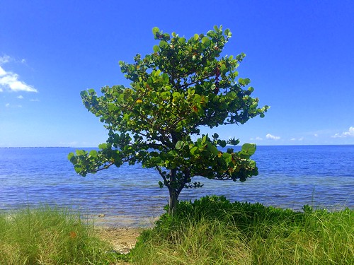 tree beach blue miami florida