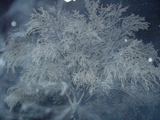 Snow on the Cherry Tree