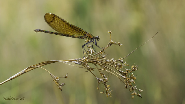 Calopteryx haemorrhoidalis. Female