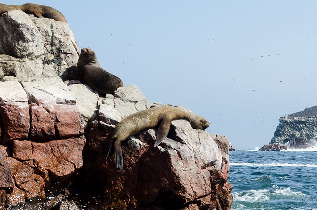Sea lions @ Ballestas Islands, Peru