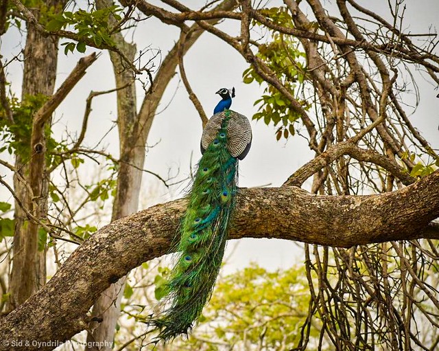 Peacock - Our National Bird, in an elegant natural setting.  #nikon #mudumalai #wildindia #wildlife #birdphotography #travel #wildlifephotography