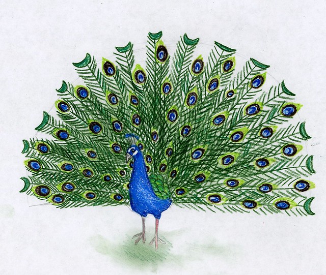 Peacock V2