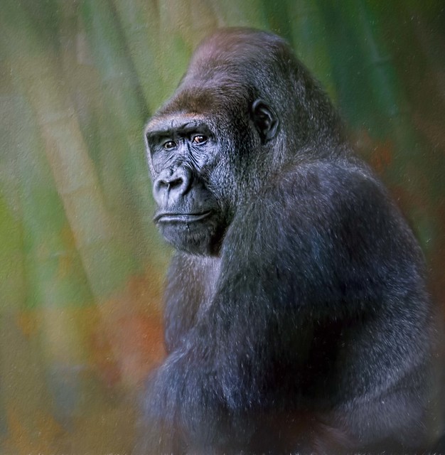Portrait Of A Lowland Gorilla