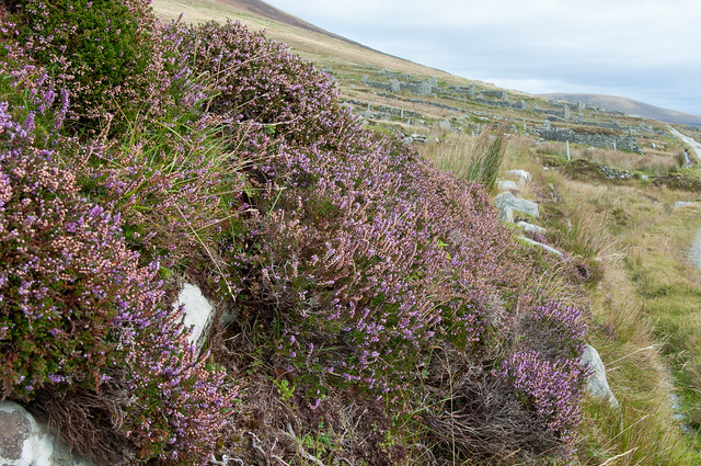 Achill Island Abandoned Village and Heather