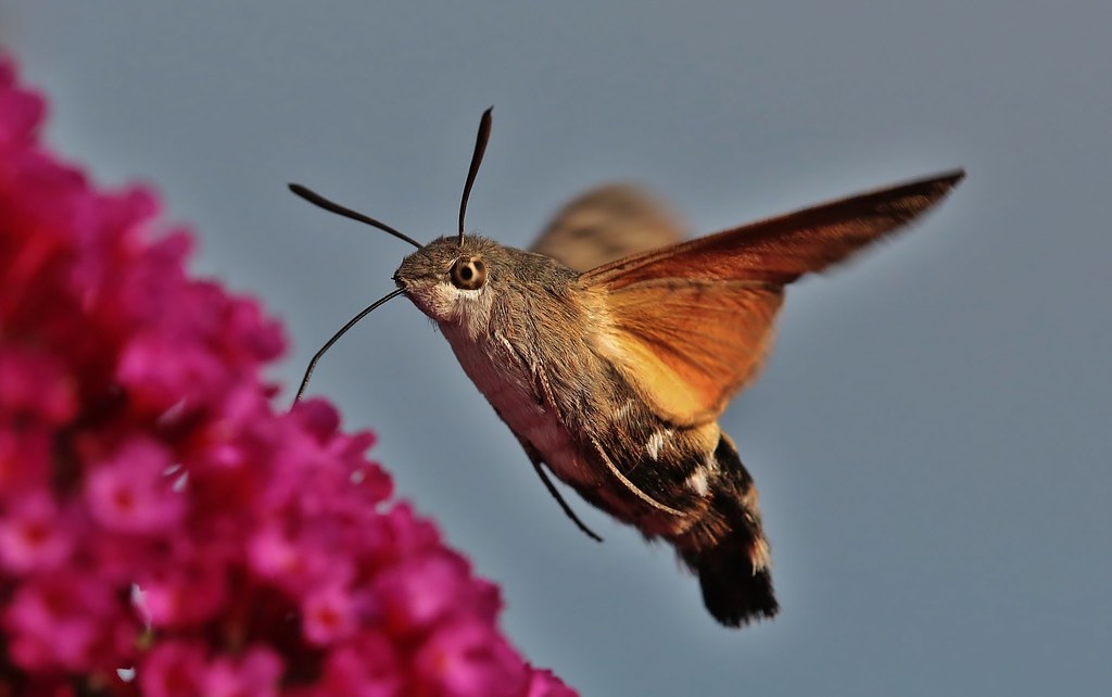 Macroglossum stellatarum