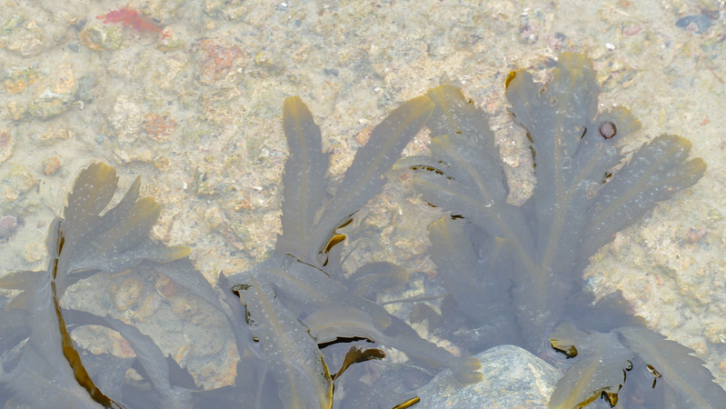 Rockpool with seaweed, tide out