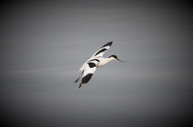 Alfaiate - (Recurvirostra avosetta) - Pied avocet