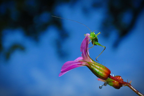 Mini criquet | by armelle25