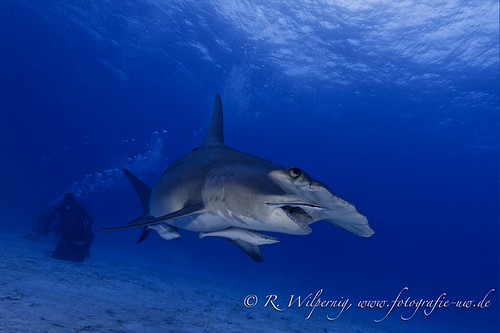 bahamas_2015_rwilpernig