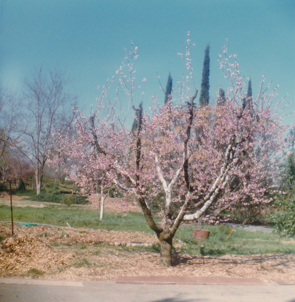 Sacramento Nectarine Tree