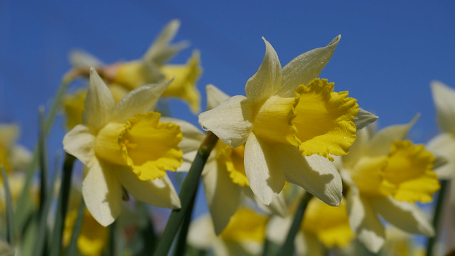 Topilino daffodils