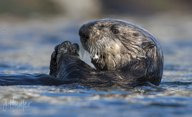 Sea Otter chowing down on lunch.