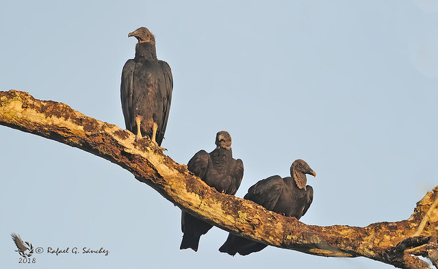Black vulture - Urubu noir - Zopilote negro - Coragyps atratus