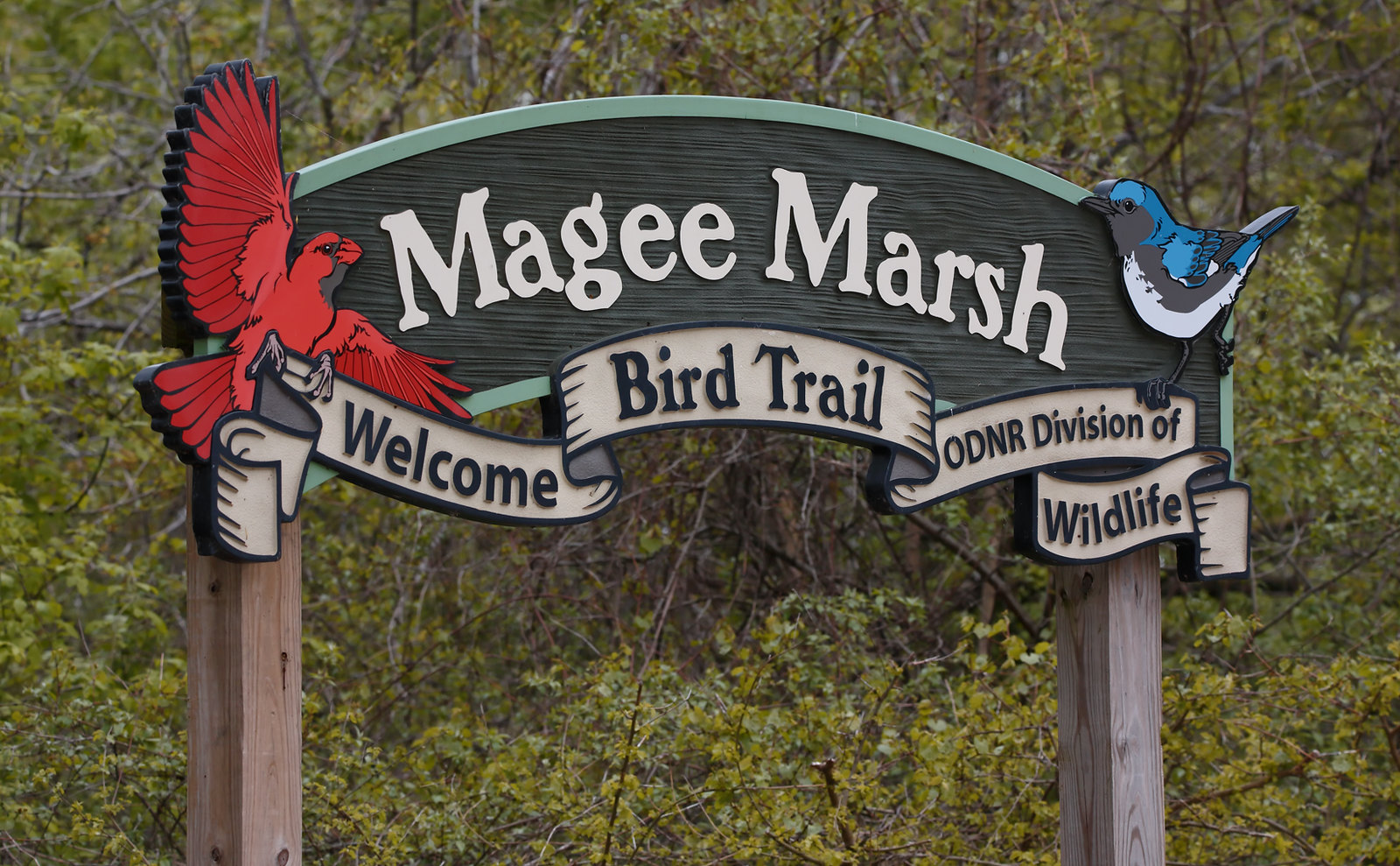 Magee Marsh boardwalk