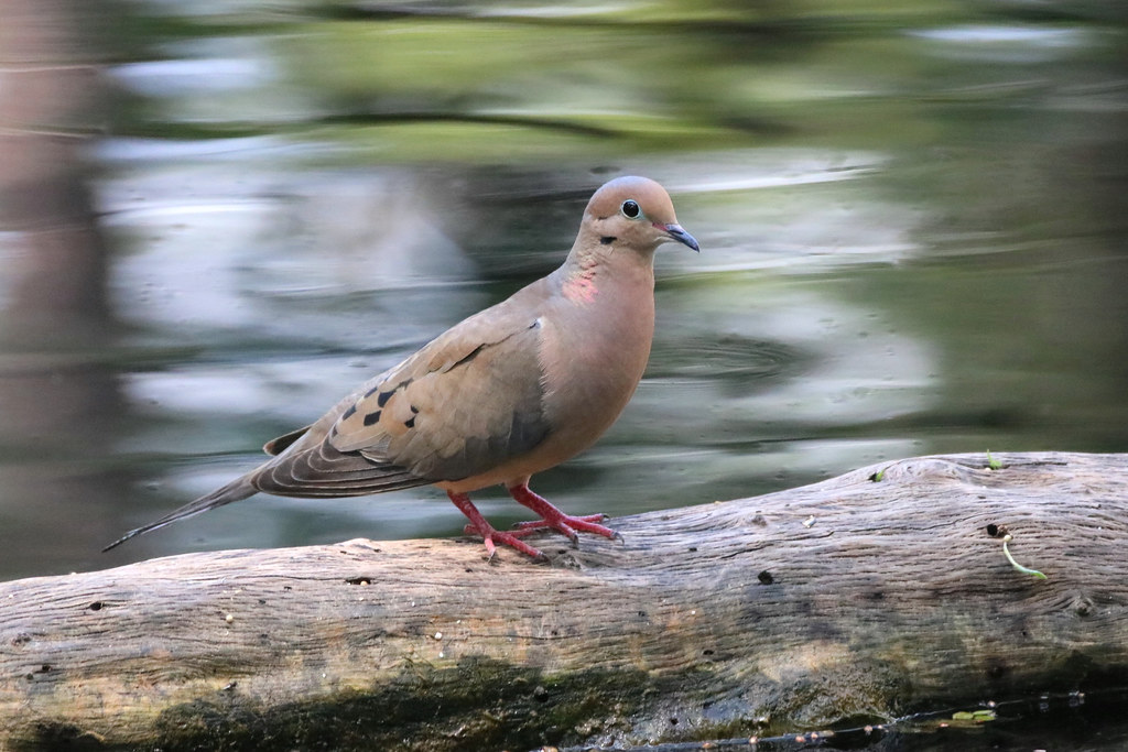Mourning Dove At Bok Tower Gardens Lake Wales Florida Flickr