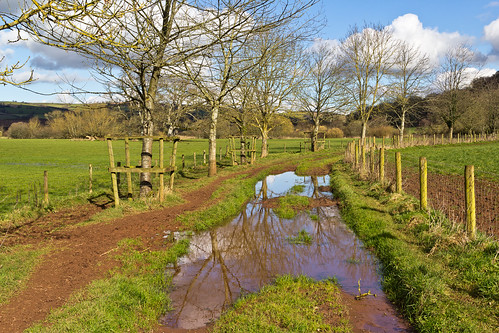 water waterlogged farm track puddle reflection tree fence field grass estate sky landscape devon killerton nationaltrust