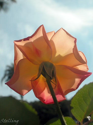 Delicate | by RobStelling