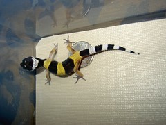 Hatchling #2