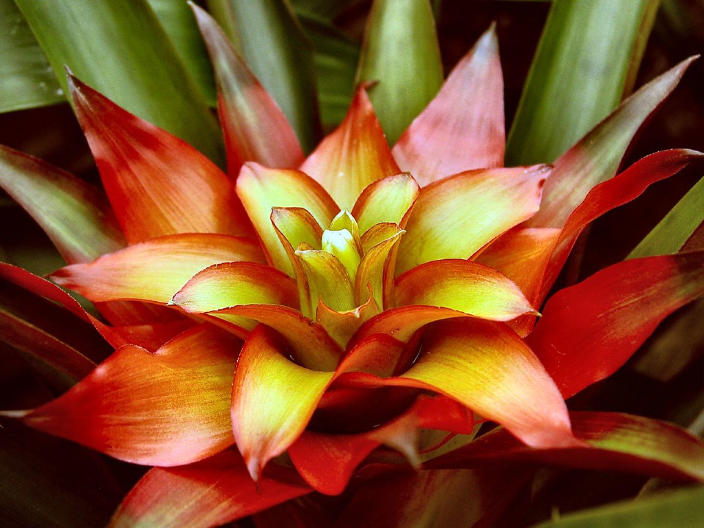 Bromeliad Bloom, from above | Bill Frazzetto | Flickr
