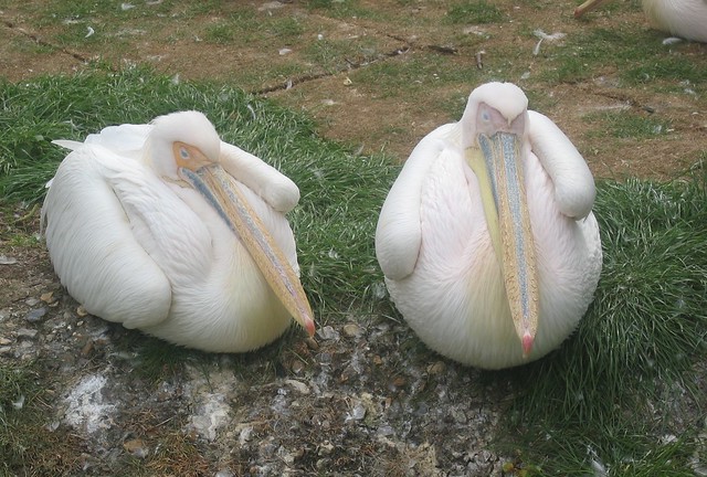 Pelicans?