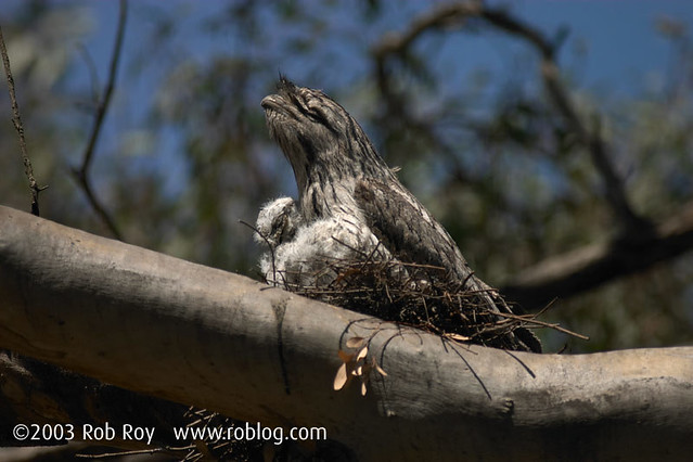 Tawny Frogmouth and chicks