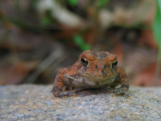 Toad on stone