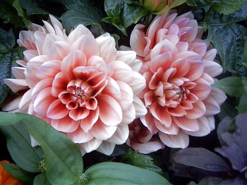 Two Flowers | by Uwe Hermann
