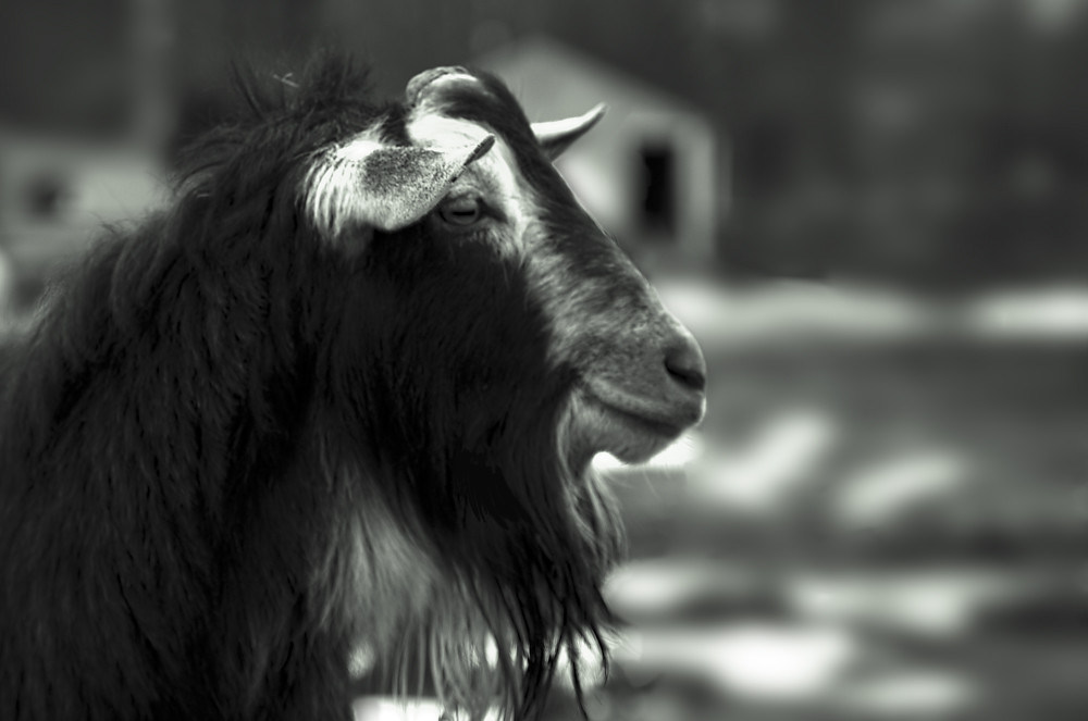 Billy Goats