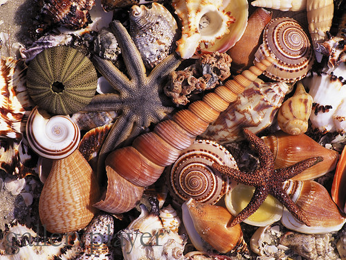 shells | by eversohot61791