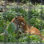 Panthera tigris altaica アムールトラkohf007353