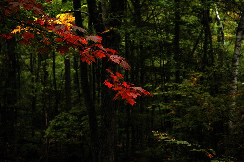 falling | by kowchas