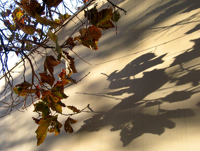 Leaf Shadows